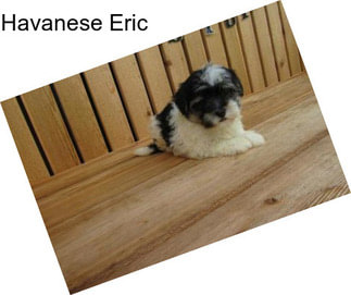 Havanese Eric