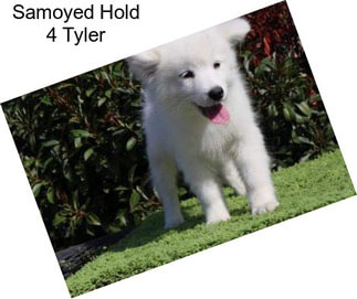 Samoyed Hold 4 Tyler