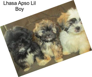 Lhasa Apso Lil Boy