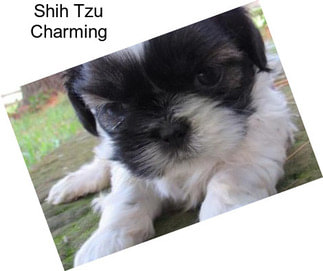 Shih Tzu Charming