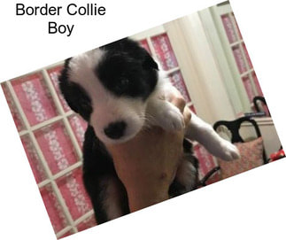 Border Collie Boy