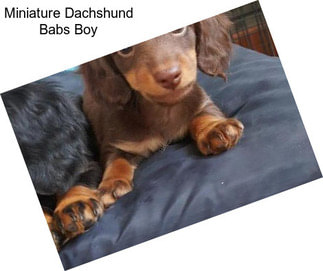 Miniature Dachshund Babs Boy