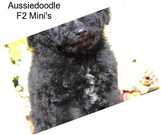 Aussiedoodle F2 Mini\'s