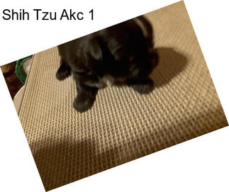 Shih Tzu Akc 1