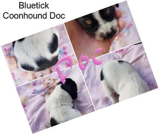 Bluetick Coonhound Doc
