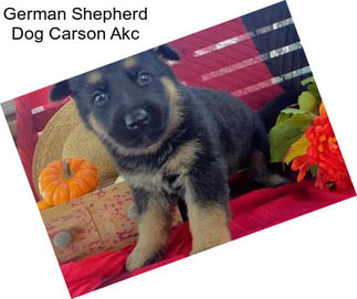 German Shepherd Dog Carson Akc