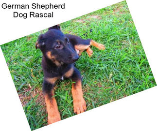 German Shepherd Dog Rascal