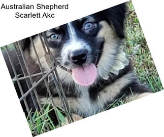 Australian Shepherd Scarlett Akc