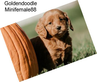 Goldendoodle Minifemale88