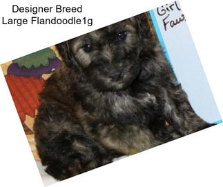 Designer Breed Large Flandoodle1g