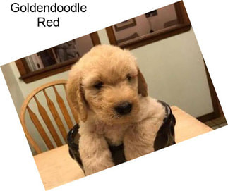 Goldendoodle Red