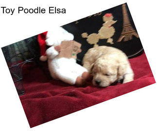 Toy Poodle Elsa