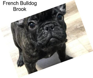 French Bulldog Brook