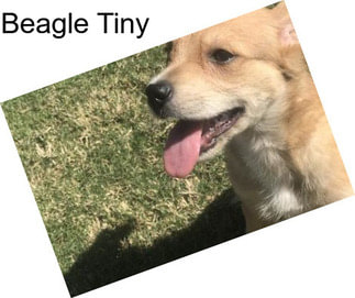 Beagle Tiny