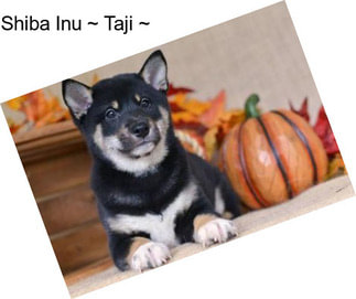 Shiba Inu ~ Taji ~