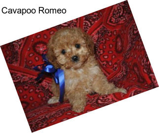 Cavapoo Romeo