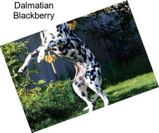 Dalmatian Blackberry