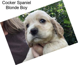 Cocker Spaniel Blonde Boy