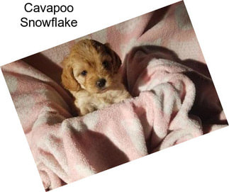 Cavapoo Snowflake