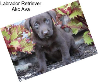 Labrador Retriever Akc Ava