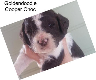 Goldendoodle Cooper Choc
