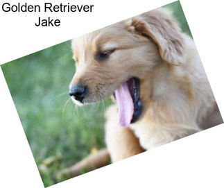 Golden Retriever Jake