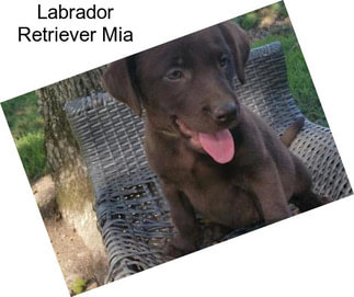 Labrador Retriever Mia