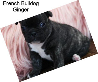 French Bulldog Ginger