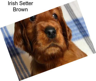 Irish Setter Brown