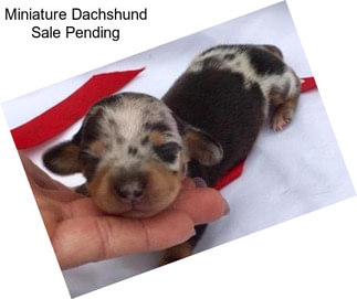 Miniature Dachshund Sale Pending