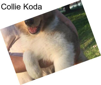 Collie Koda