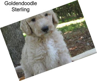 Goldendoodle Sterling