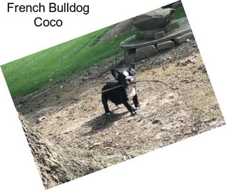 French Bulldog Coco