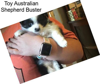 Toy Australian Shepherd Buster