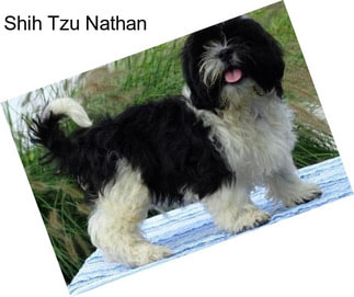 Shih Tzu Nathan