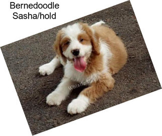 Bernedoodle Sasha/hold