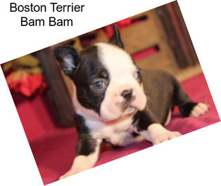 Boston Terrier Bam Bam