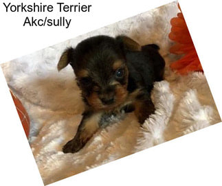 Yorkshire Terrier Akc/sully