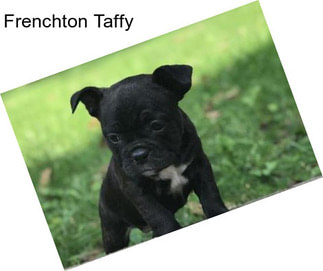 Frenchton Taffy