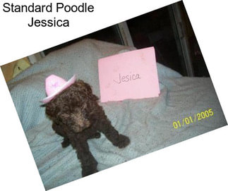 Standard Poodle Jessica