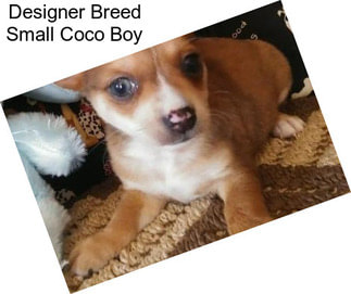 Designer Breed Small Coco Boy