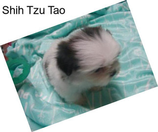 Shih Tzu Tao