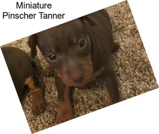 Miniature Pinscher Tanner