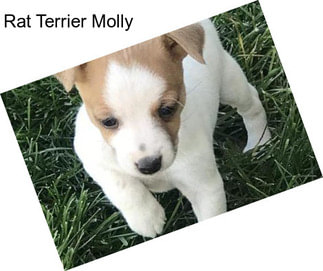 Rat Terrier Molly