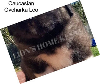 Caucasian Ovcharka Leo