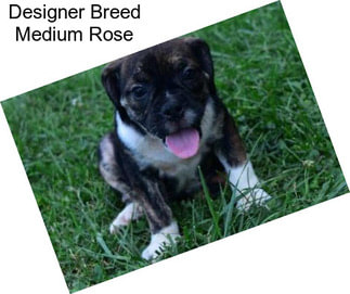 Designer Breed Medium Rose