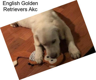 English Golden Retrievers Akc