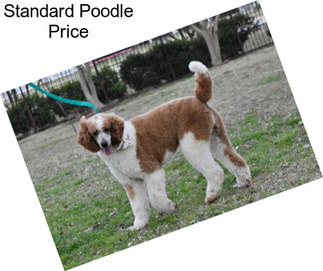 Standard Poodle Price