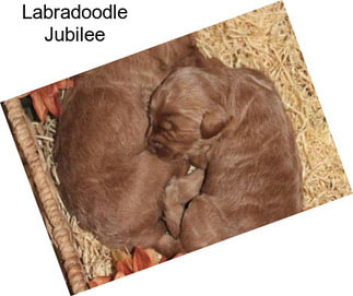 Labradoodle Jubilee