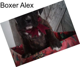 Boxer Alex